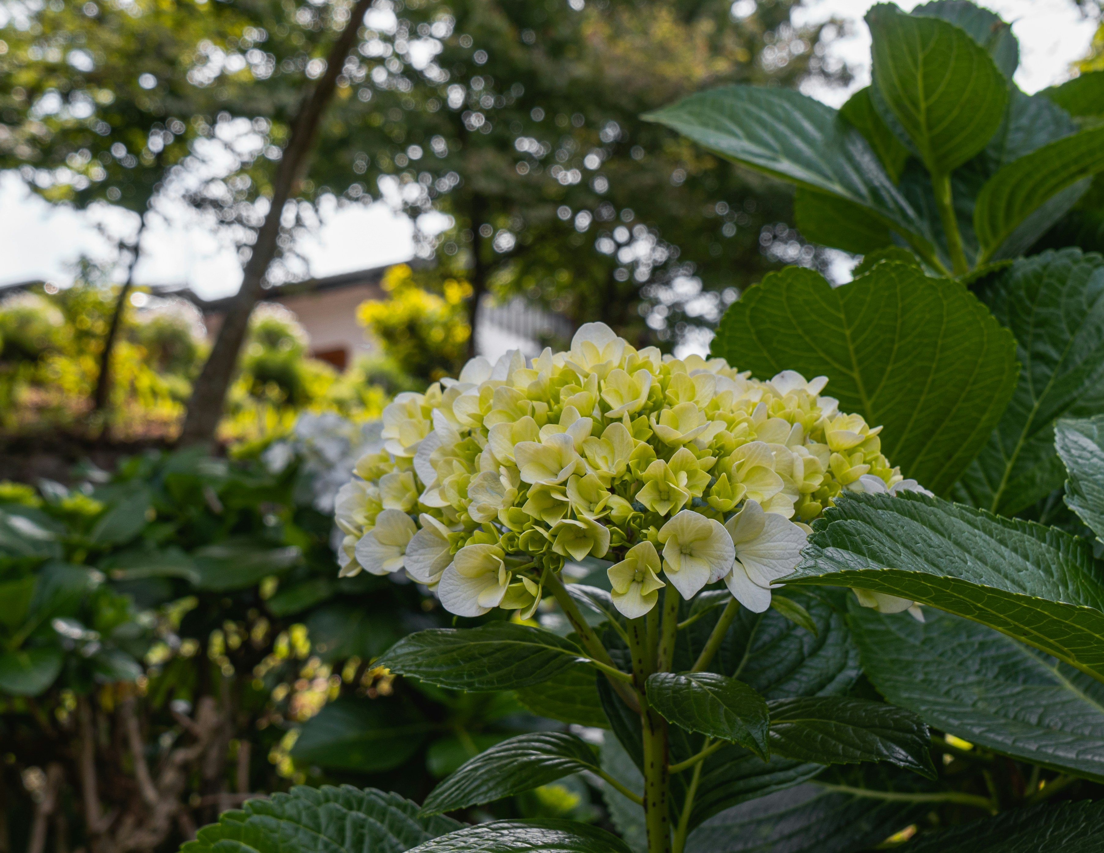 Nahaufnahme einiger Blumen