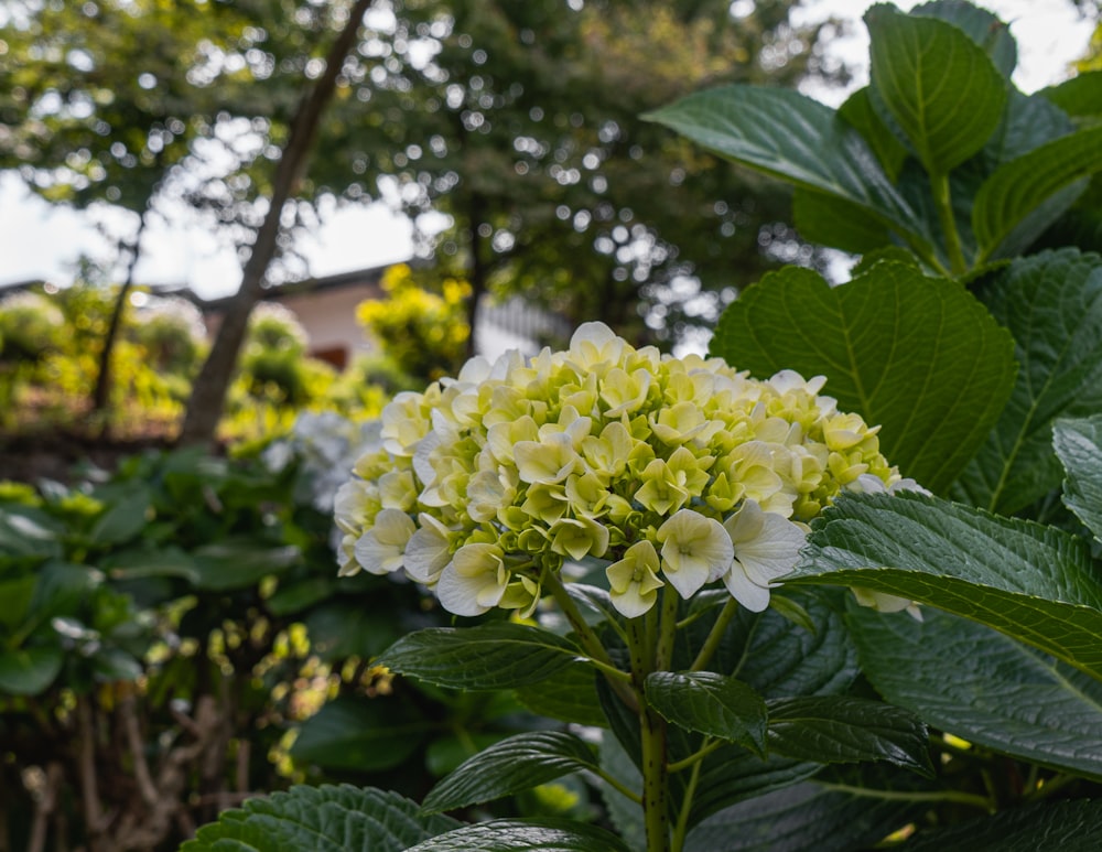 a close-up of some flowers