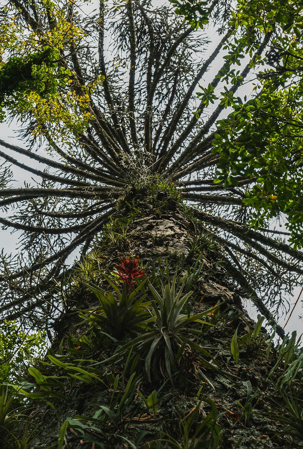 a tree with many branches and leaves