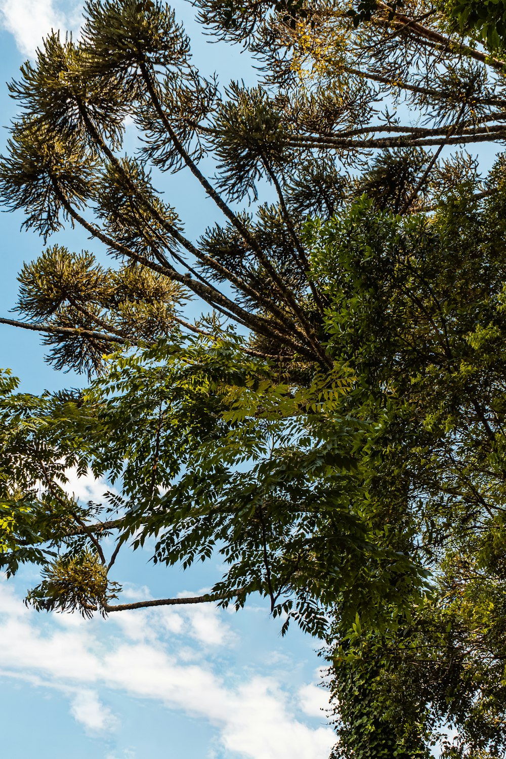 looking up at trees and blue sky