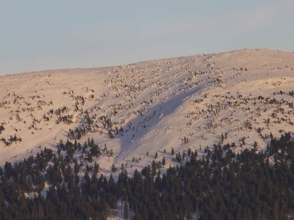 a landscape with trees and hills