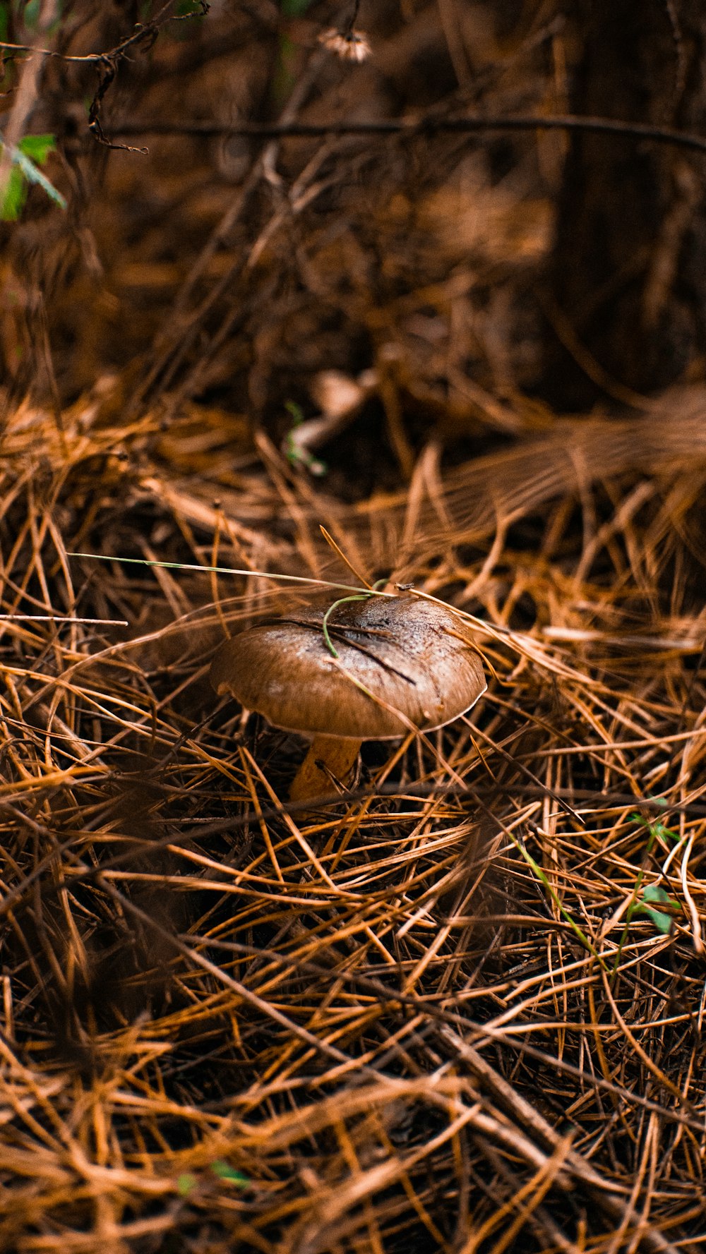 a mushroom growing in the ground