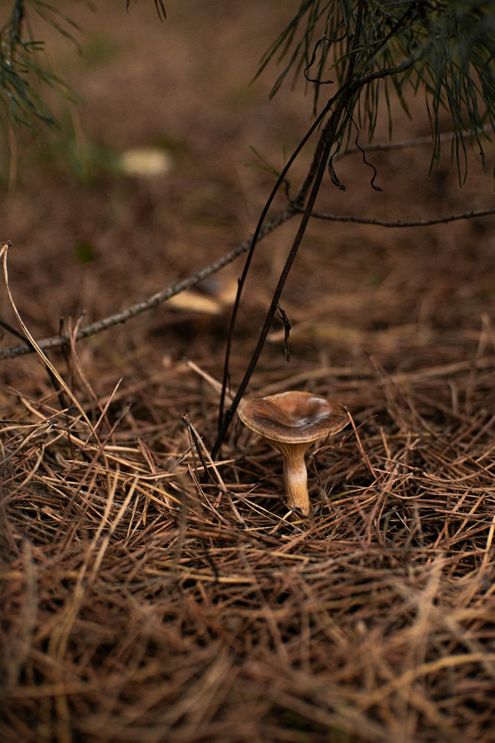 a mushroom growing out of the ground