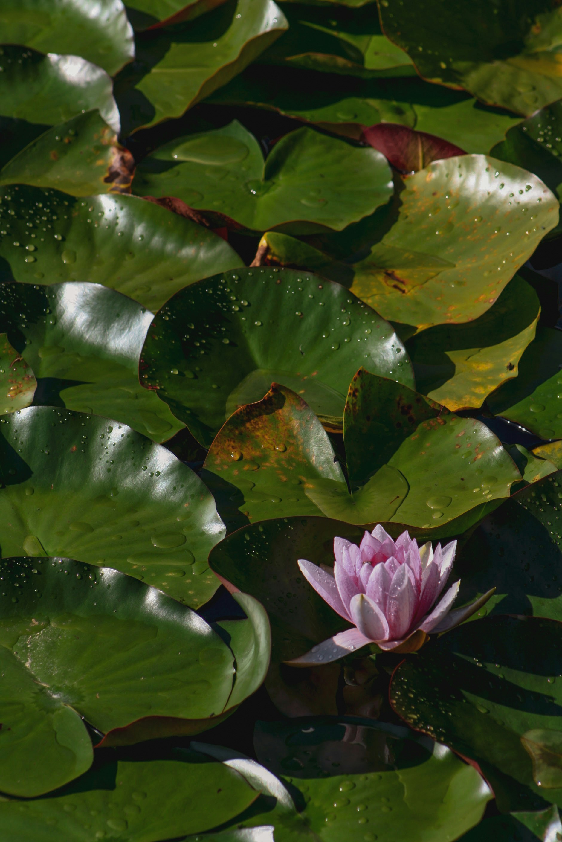 Photo by rosabella_della