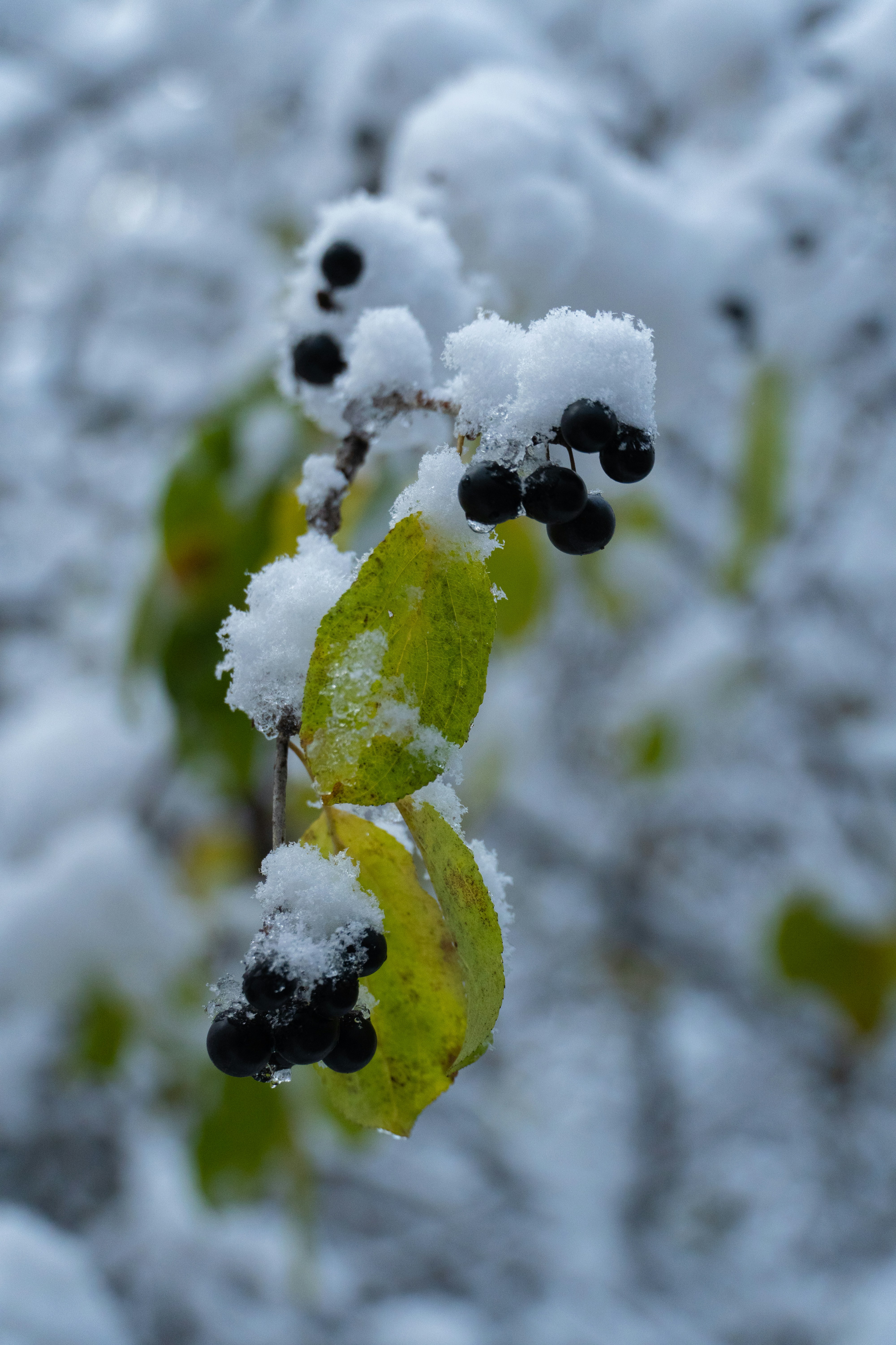 Pflanze Mit Schwarzen Beeren