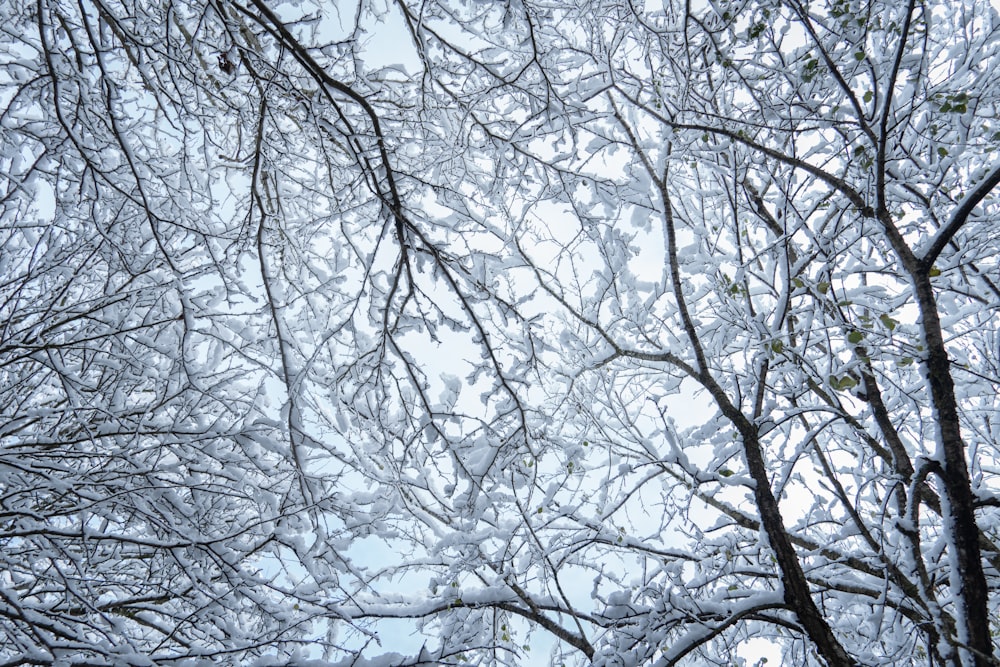 a group of trees with snow on them