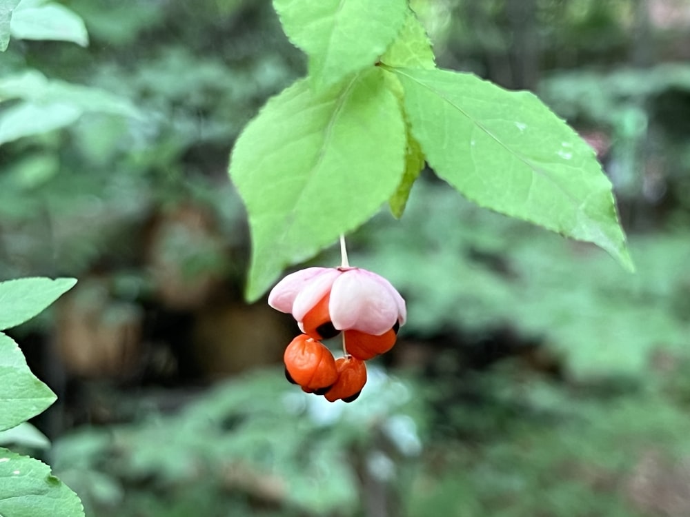 a flower with leaves