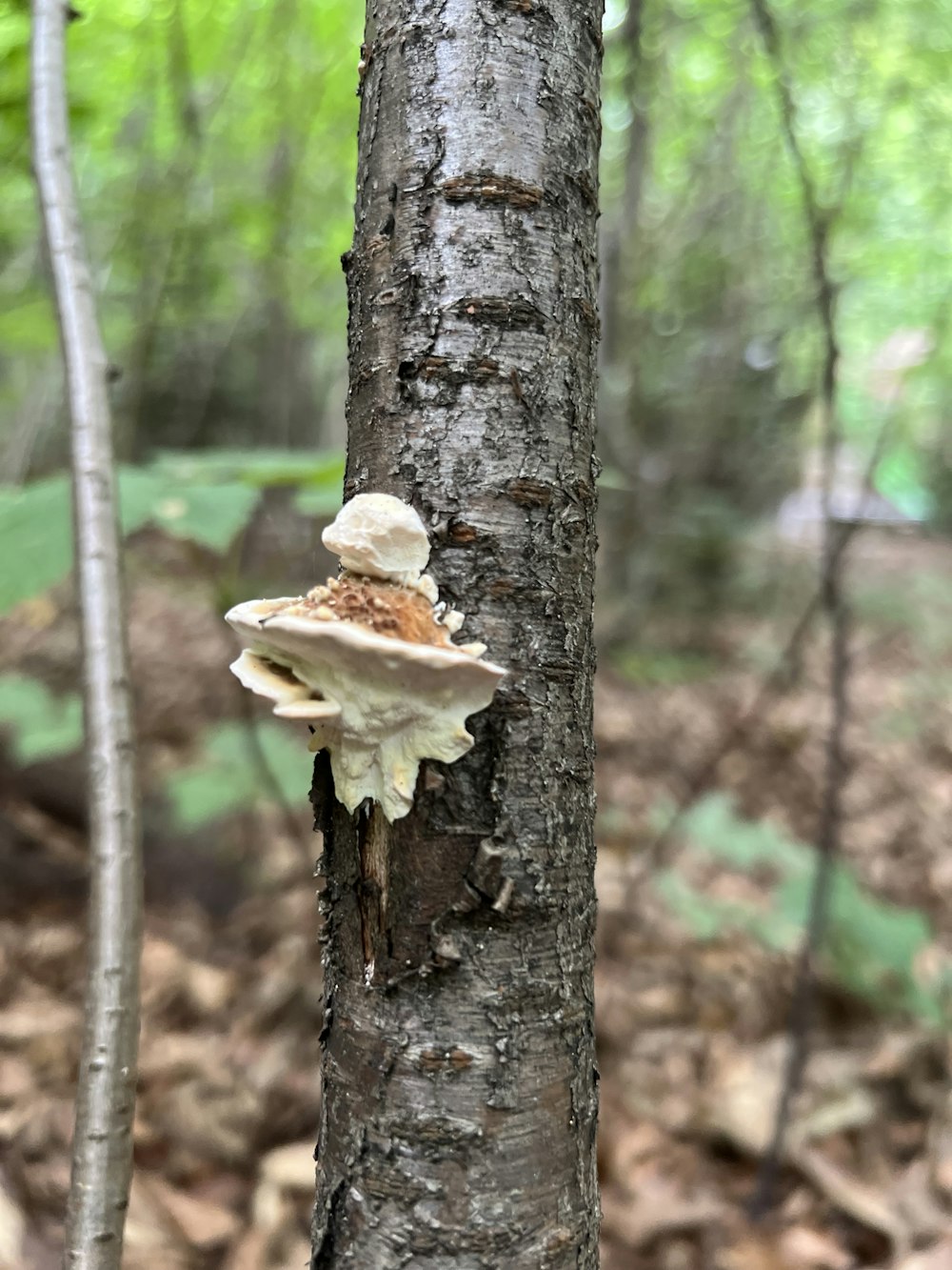 mushrooms growing on a tree