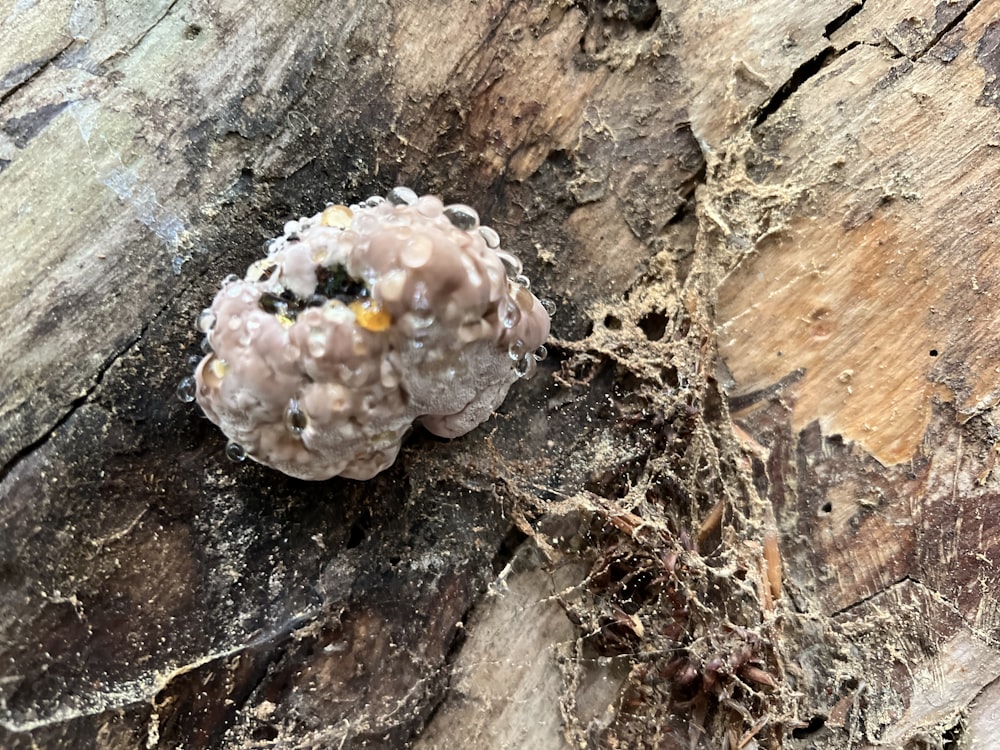 a close up of a mushroom