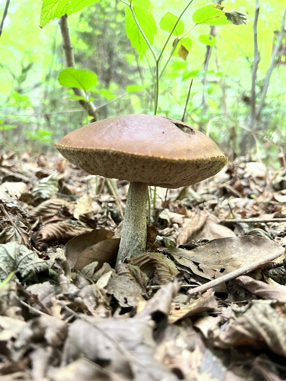 a mushroom growing in the woods