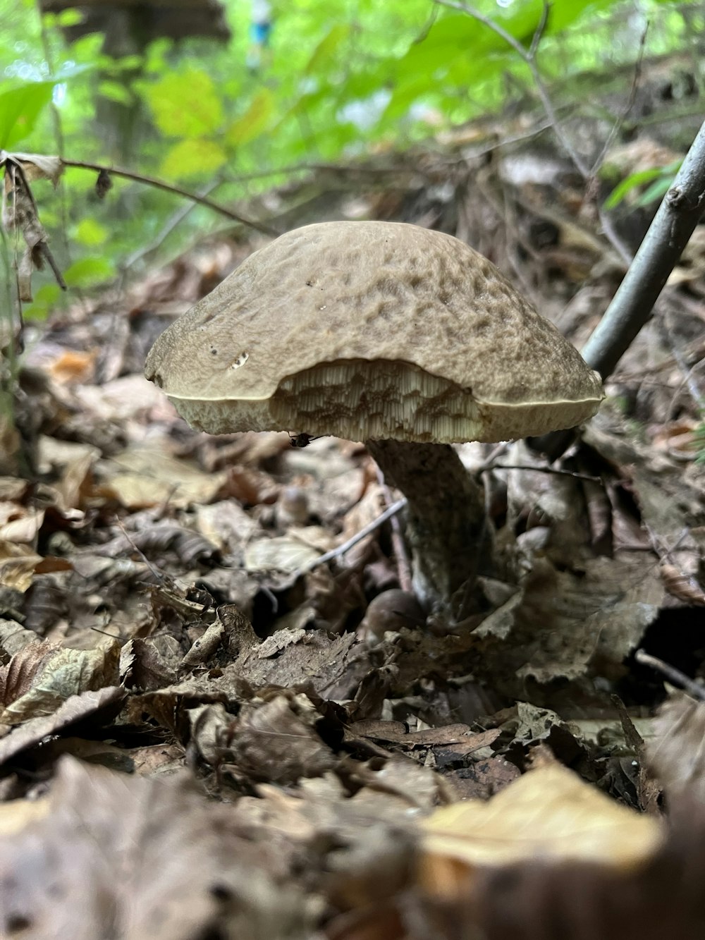 a mushroom growing in the ground