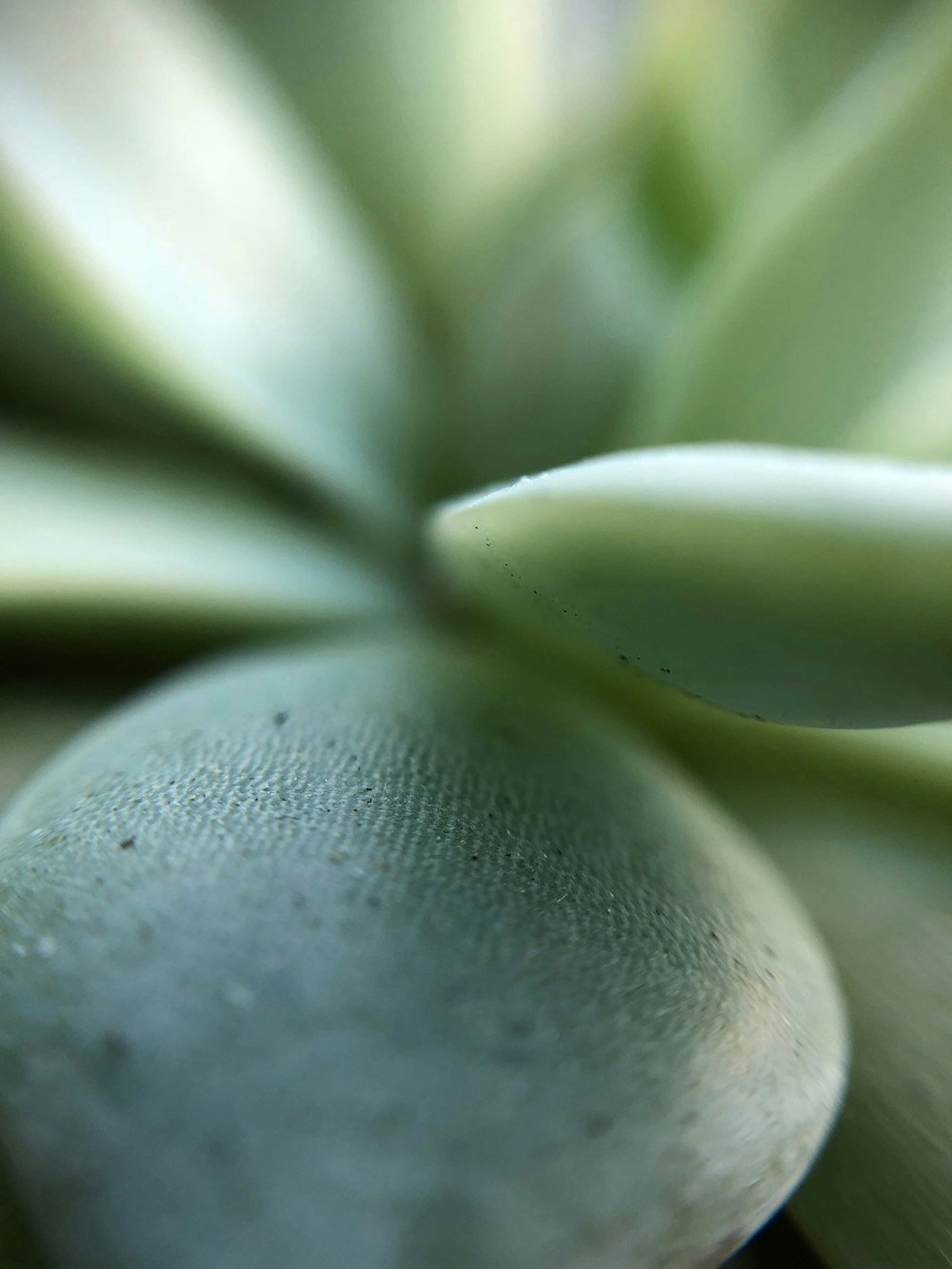 a close up of a plant