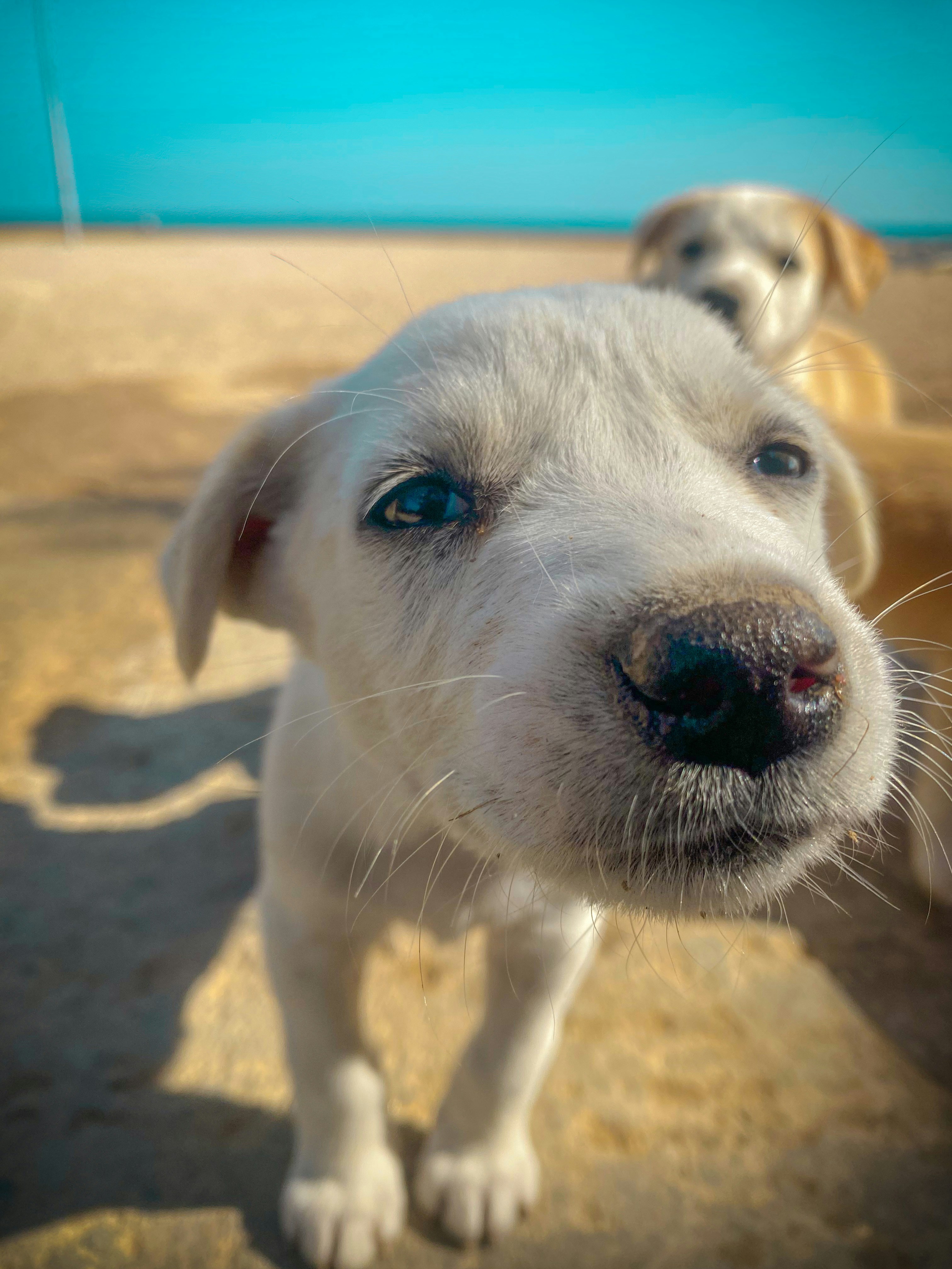 Un perro parado en una playa