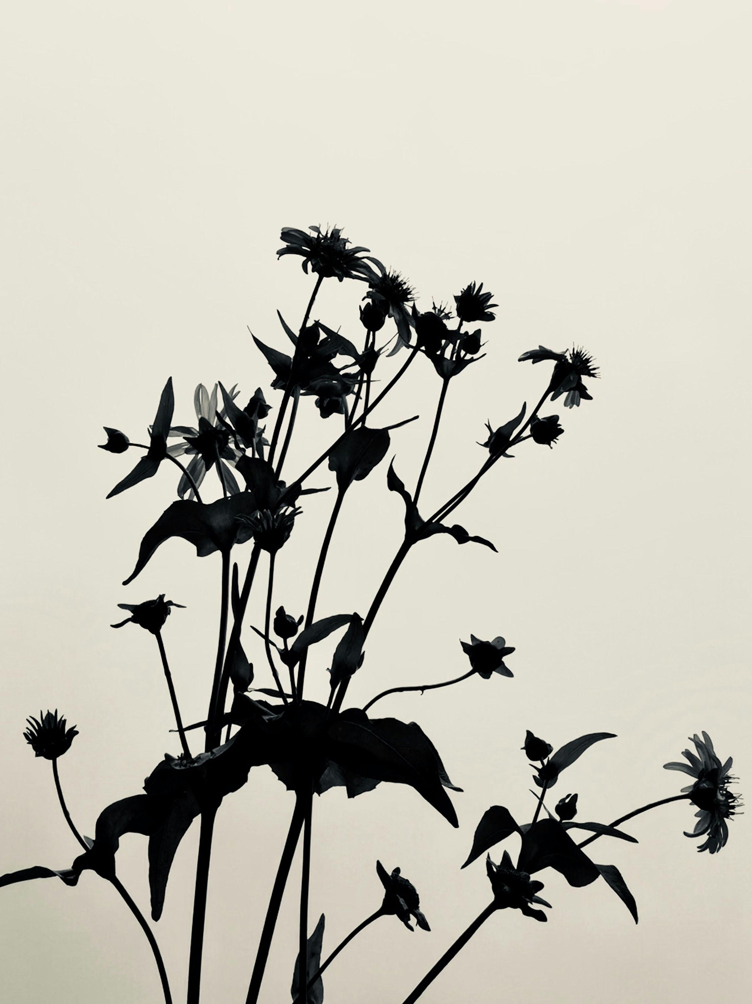 Photo by monkeyprime