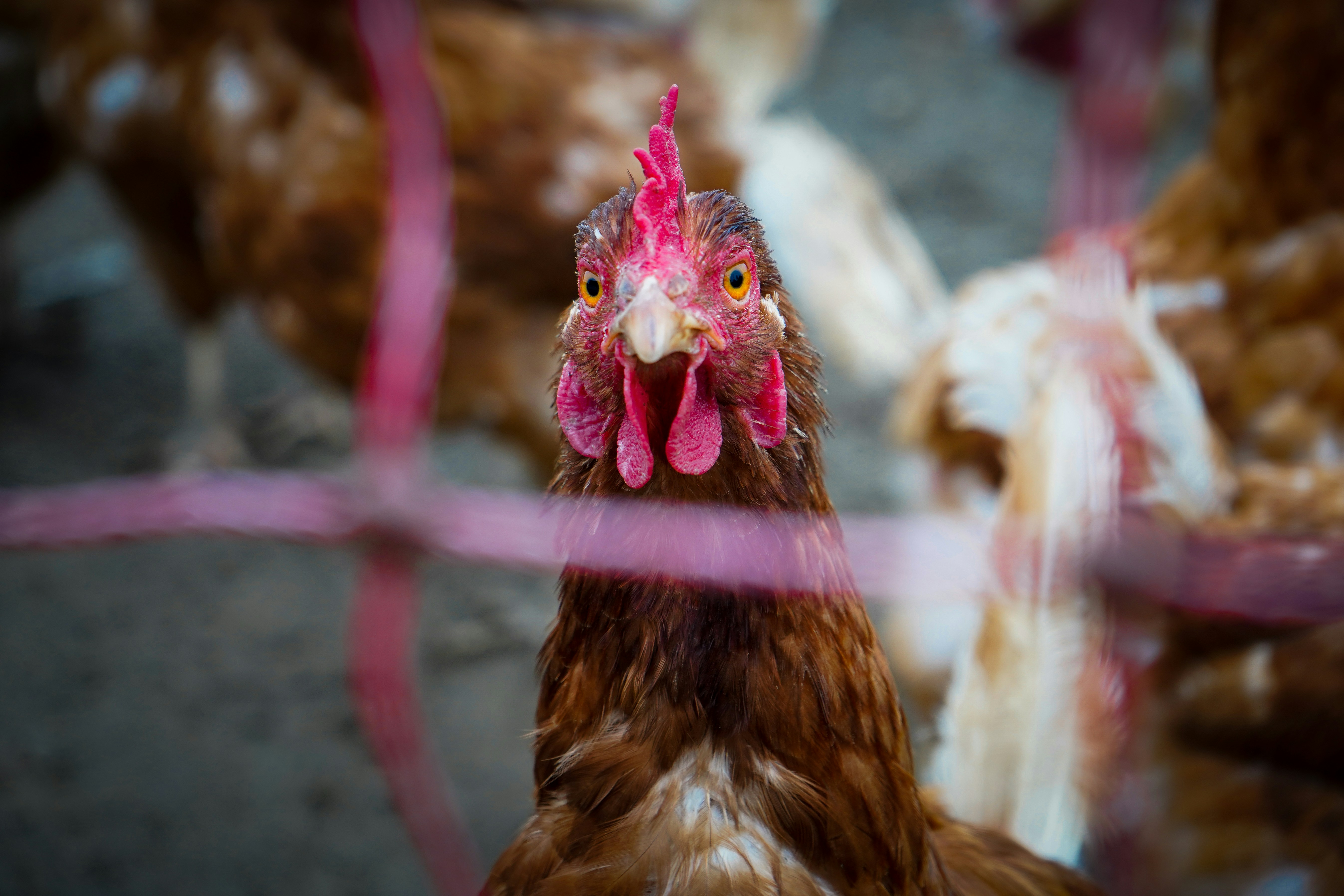 Ein Hahn mit rosa Kopf