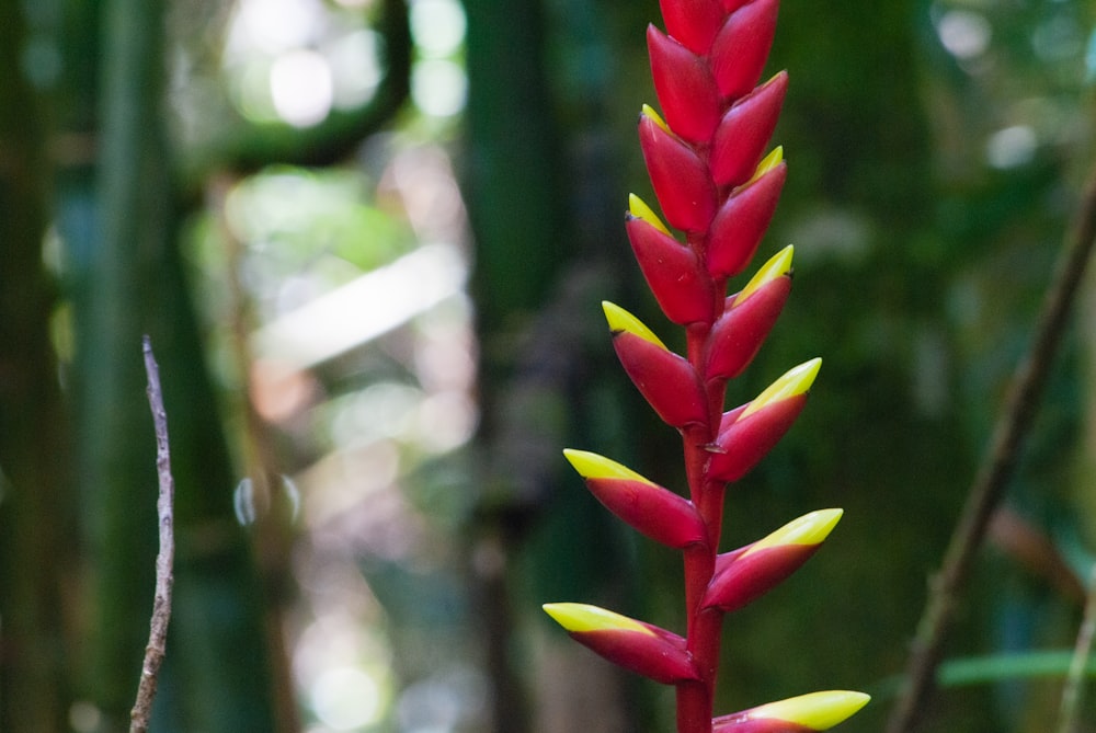 a close up of a flower