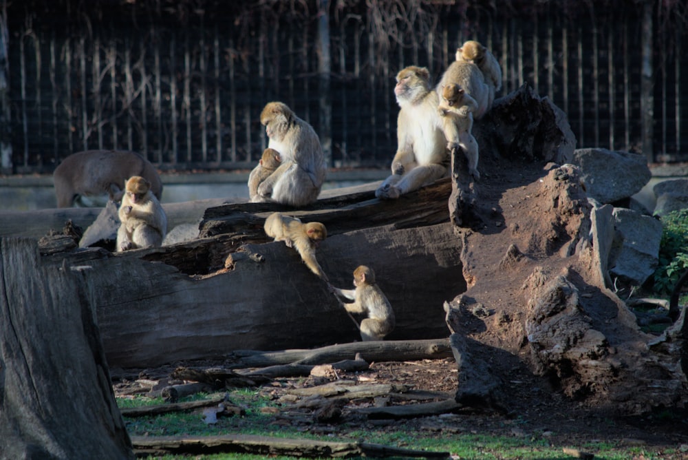 a group of monkeys sitting on a log