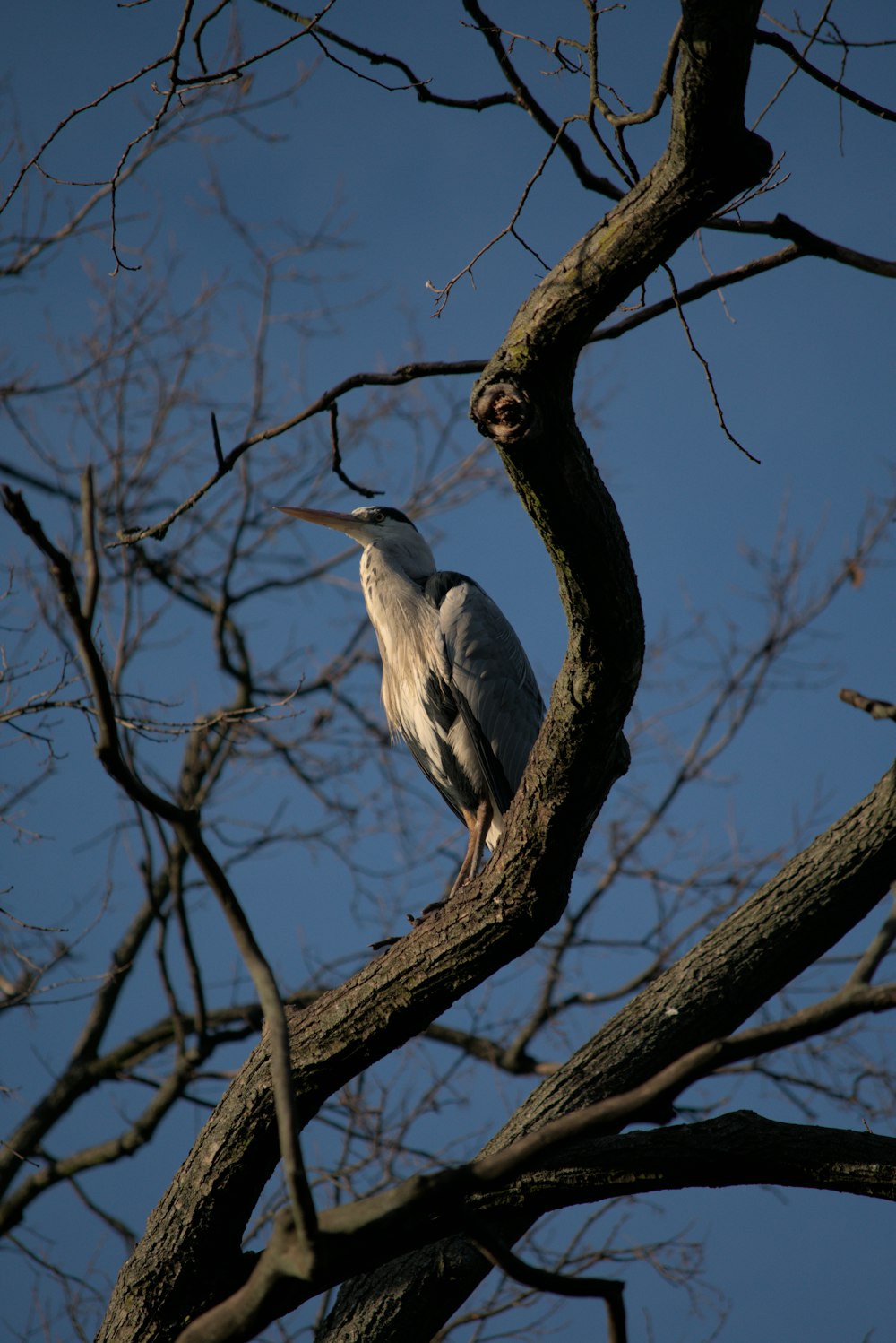 a bird sitting on a tree branch