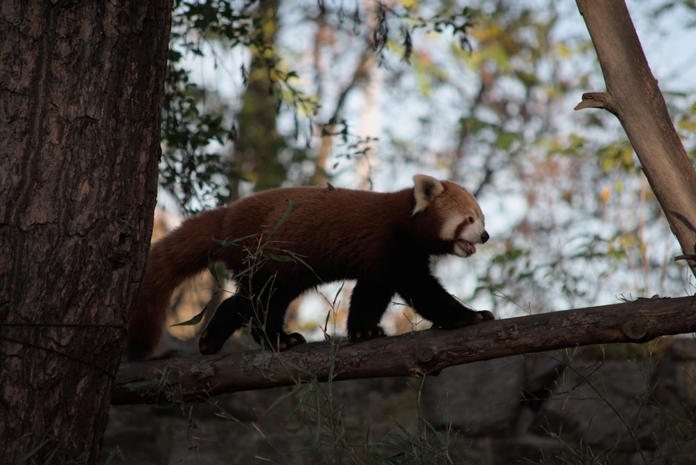 a bear walking on a tree branch