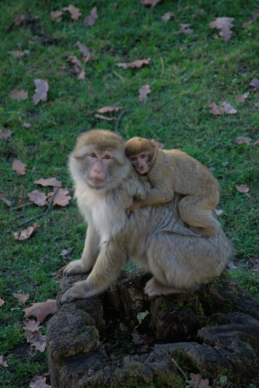 um grupo de macacos sentados em um toco de árvore