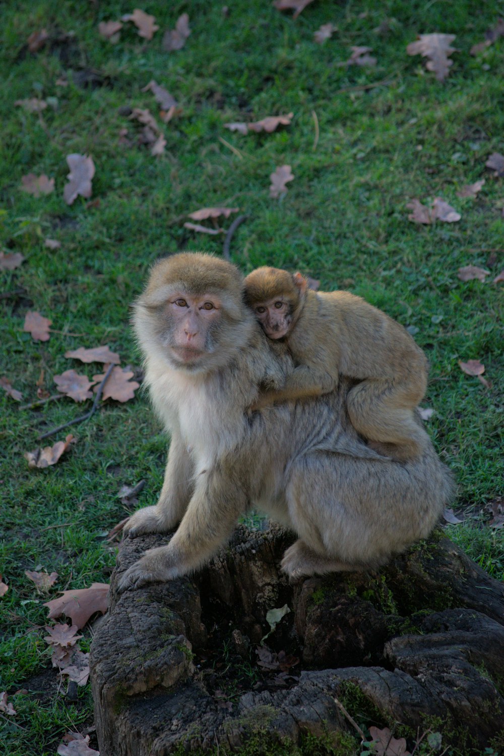 a group of monkeys sitting on a tree stump