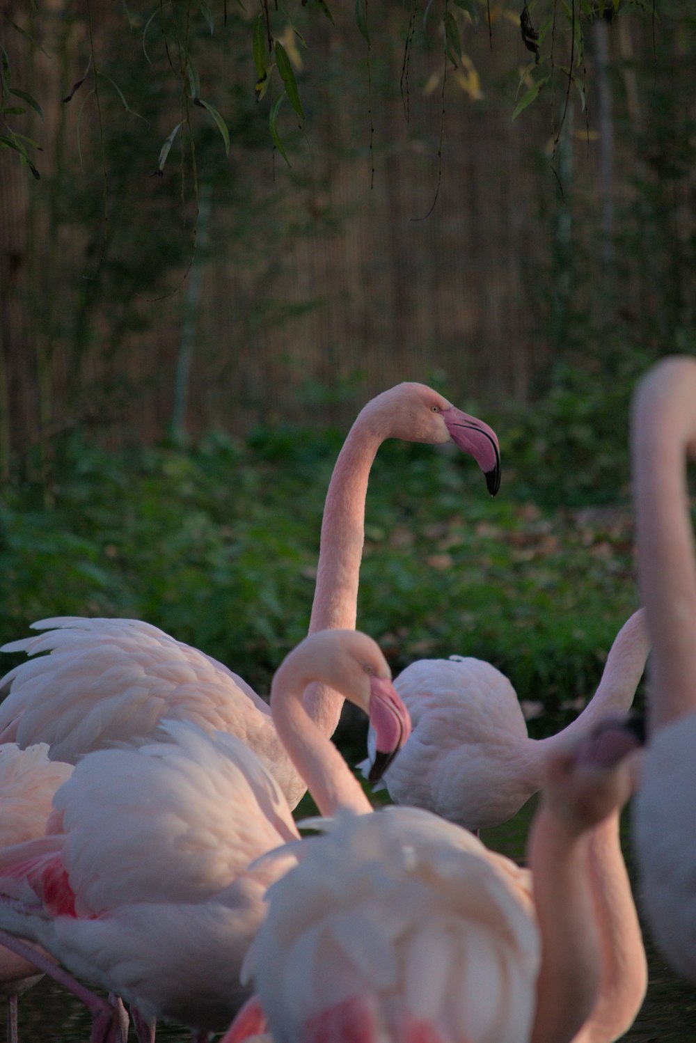 a group of flamingos in a forest