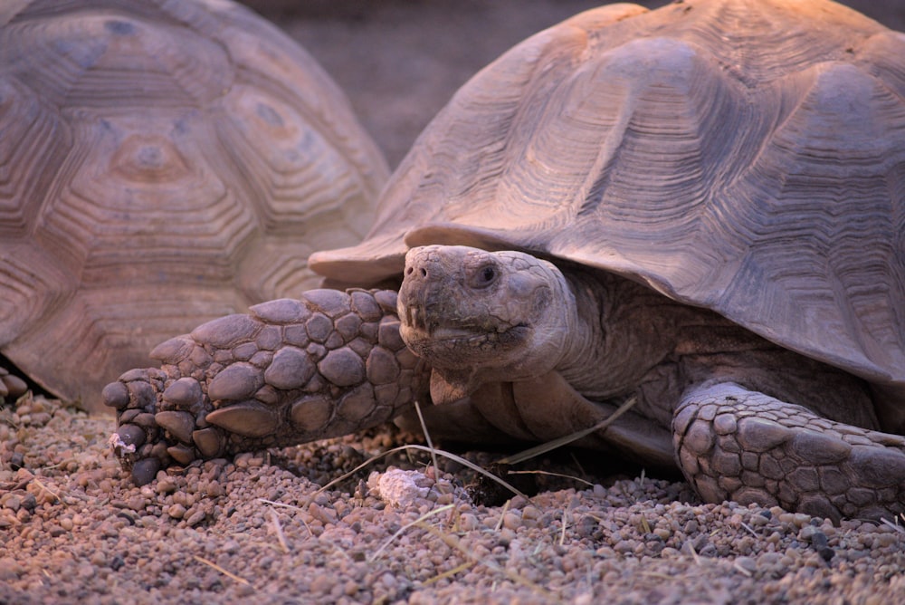 a group of tortoises