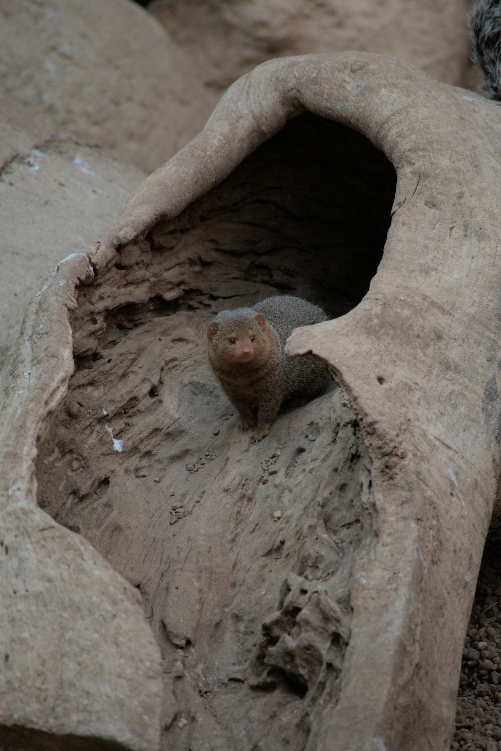 a small animal in a hole in a rock