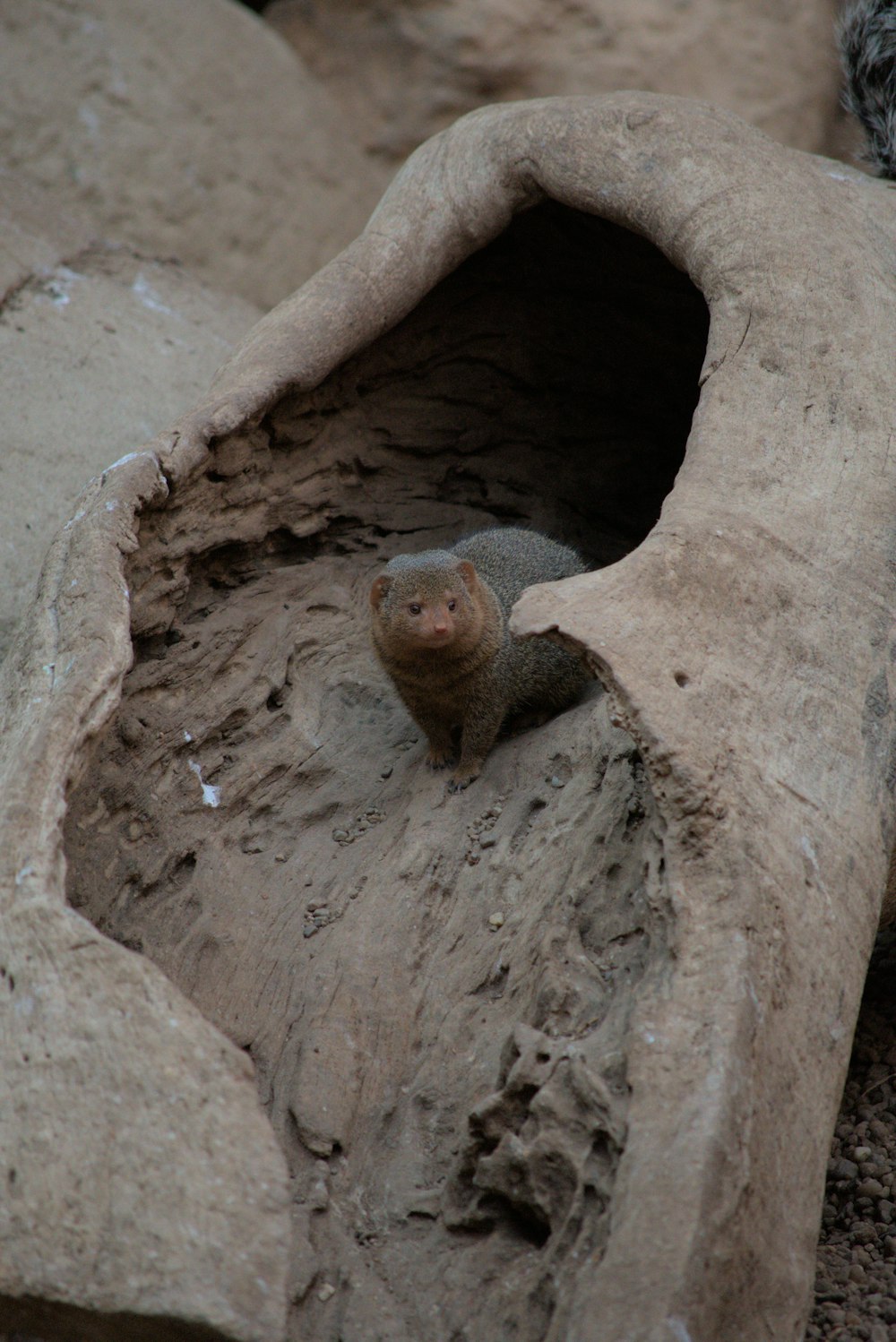 um pequeno animal em um buraco em uma rocha