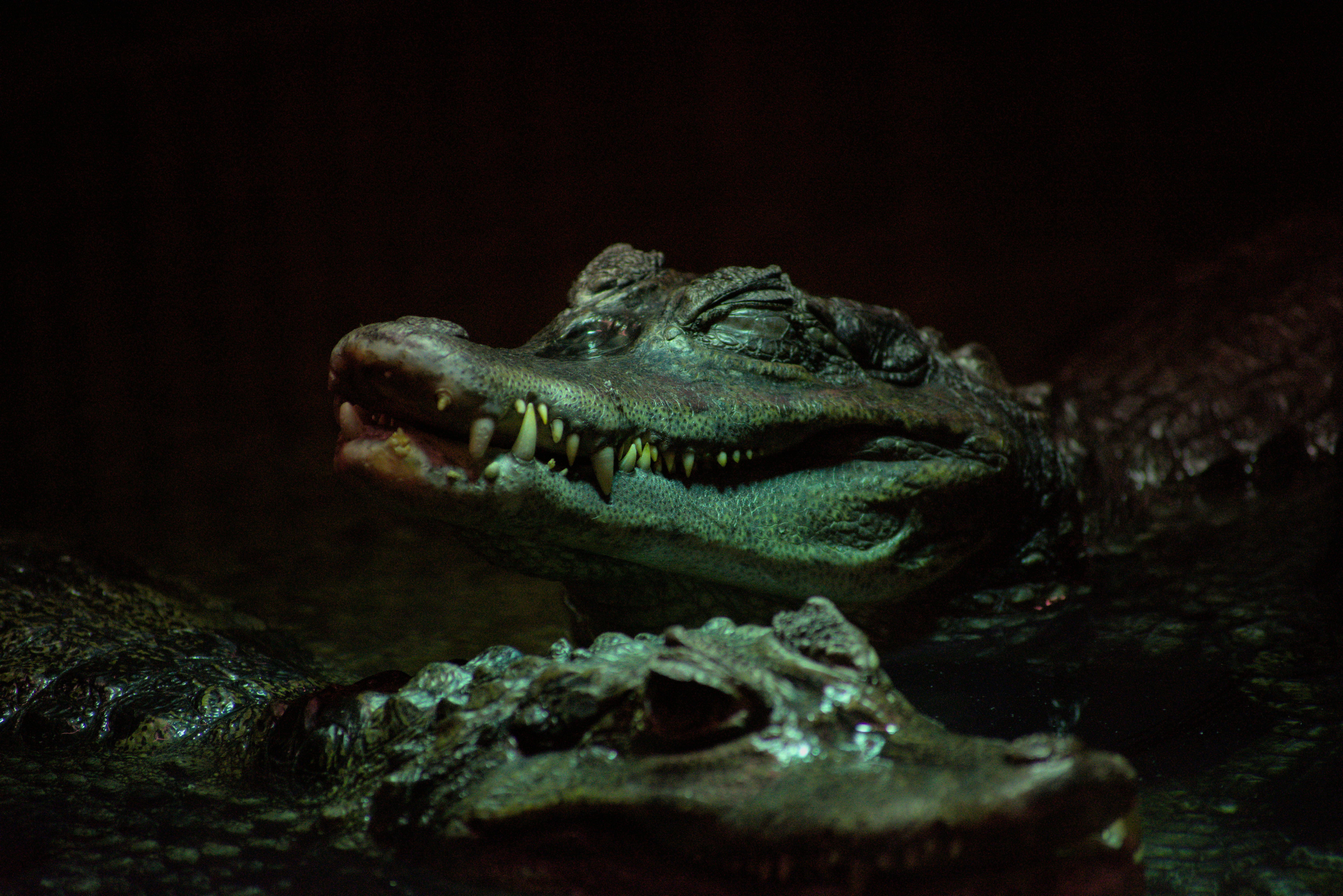 Aligator