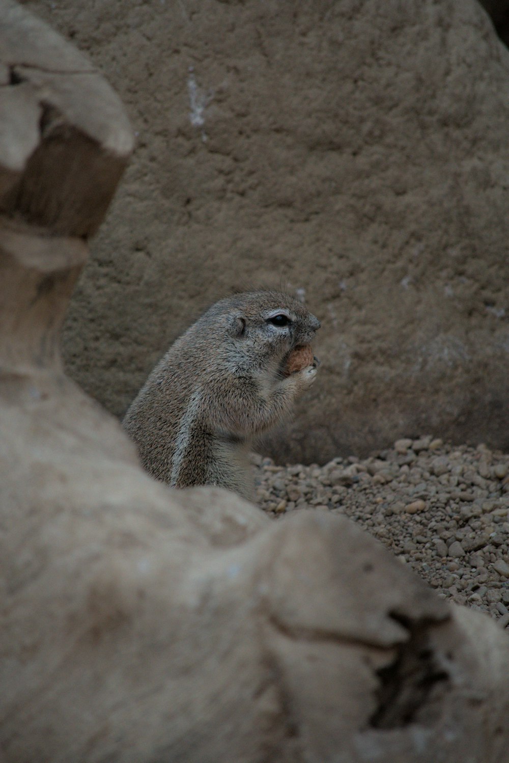 a small animal in a hole