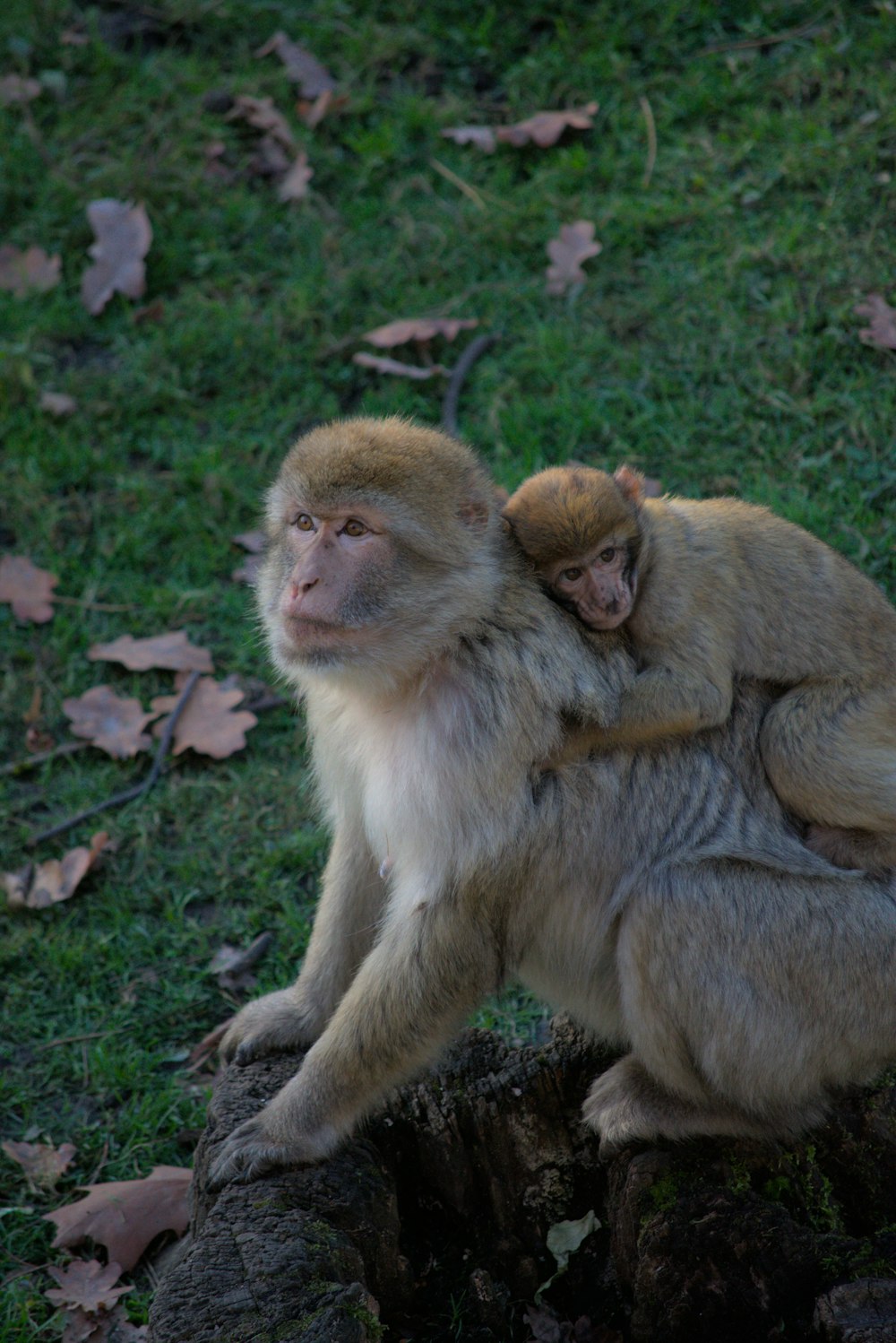 um grupo de macacos sentados em um toco de árvore