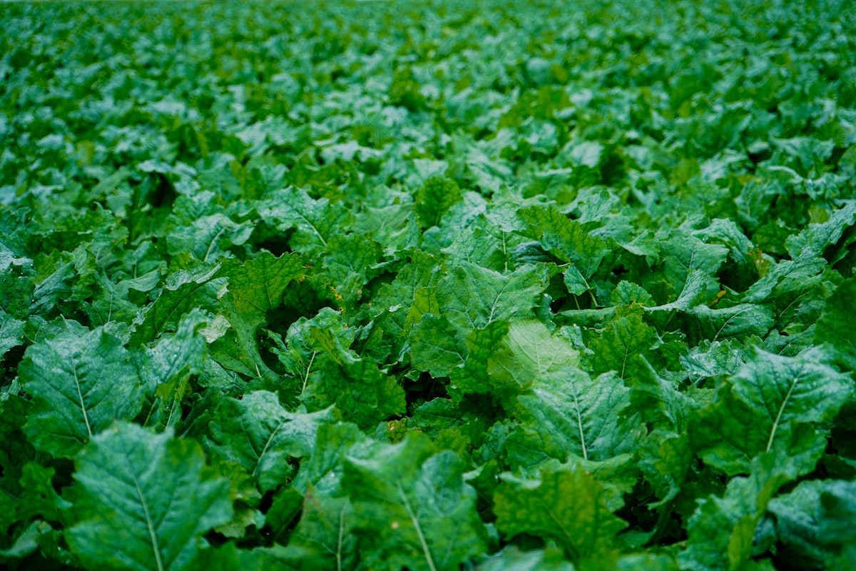 Beneficial insects on plant