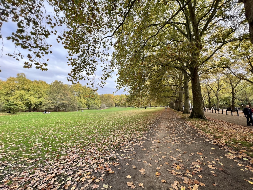 a path with grass and trees on the side