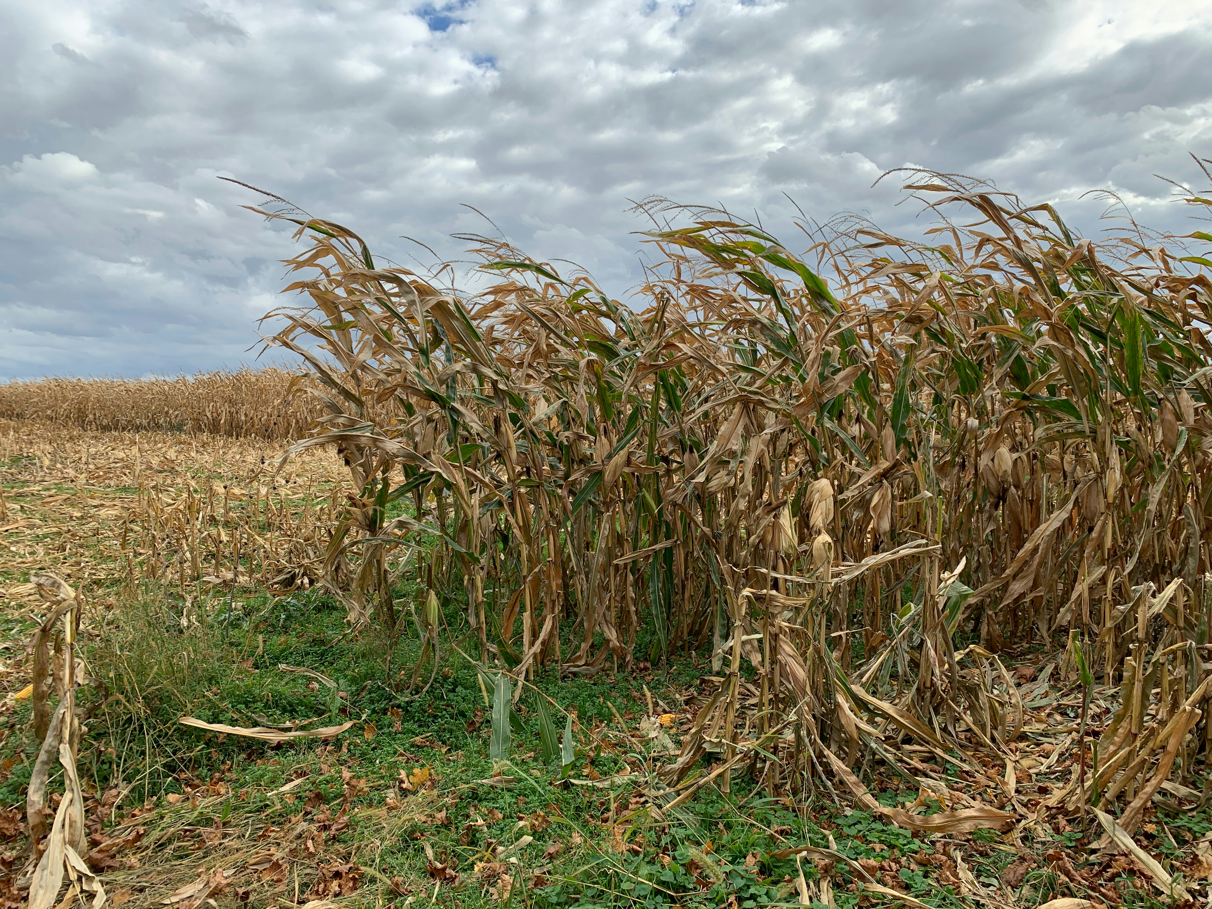 Wind-blown cornfield stalks under gray skies.