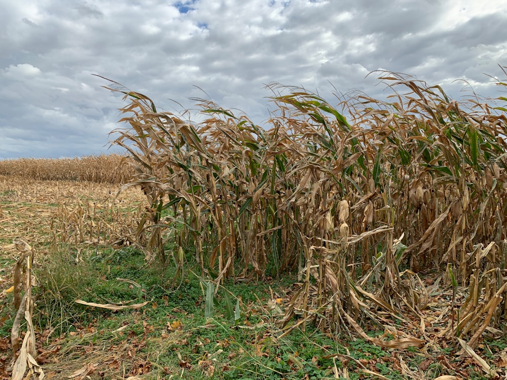 a field of corn