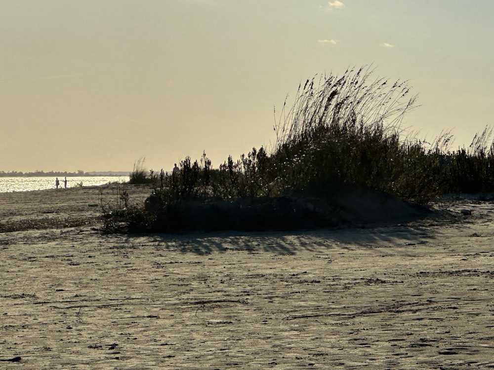 a beach with trees and water