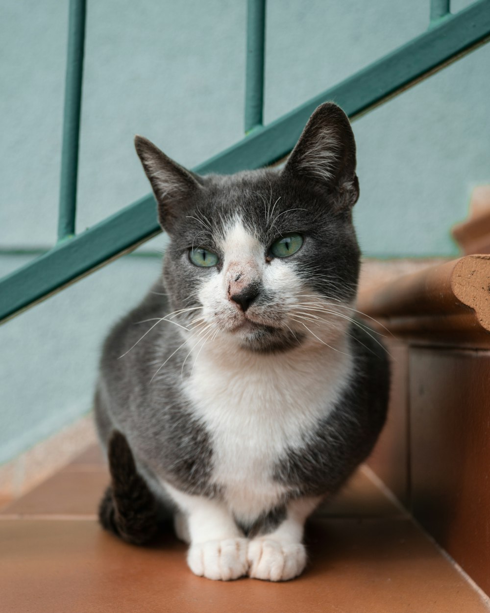 a cat sitting on a wood floor