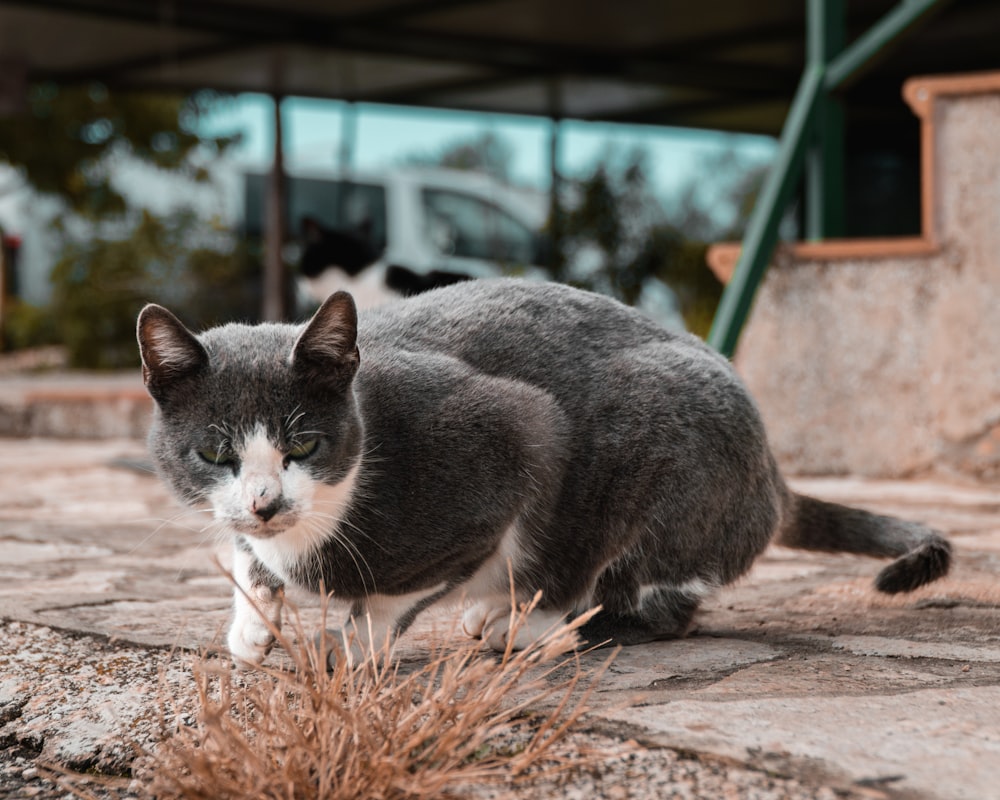 a couple of cats lying on a rock