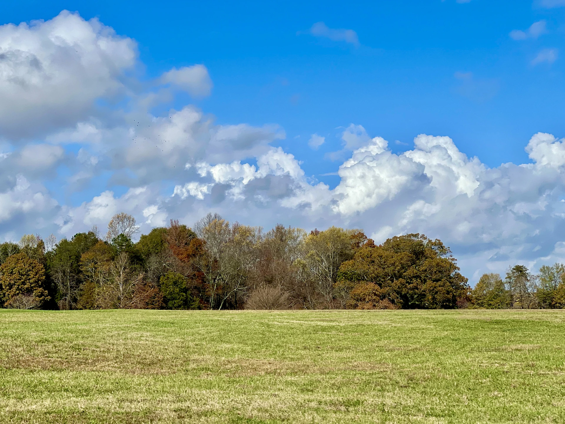 a grassy field with trees in the background