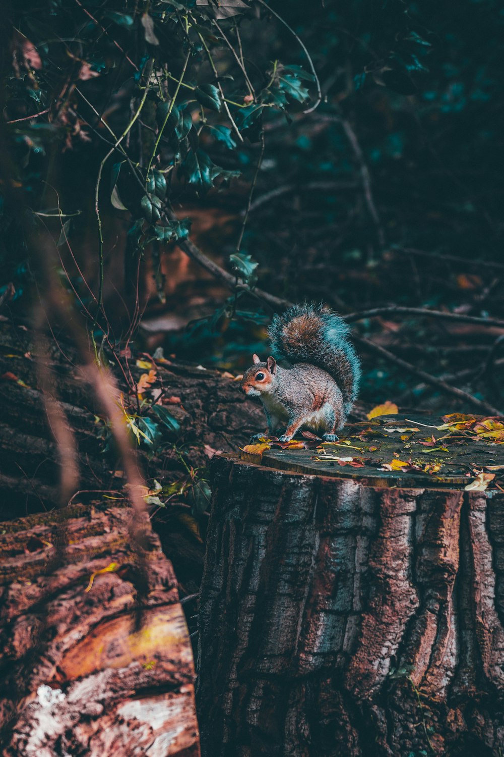 a squirrel on a stump