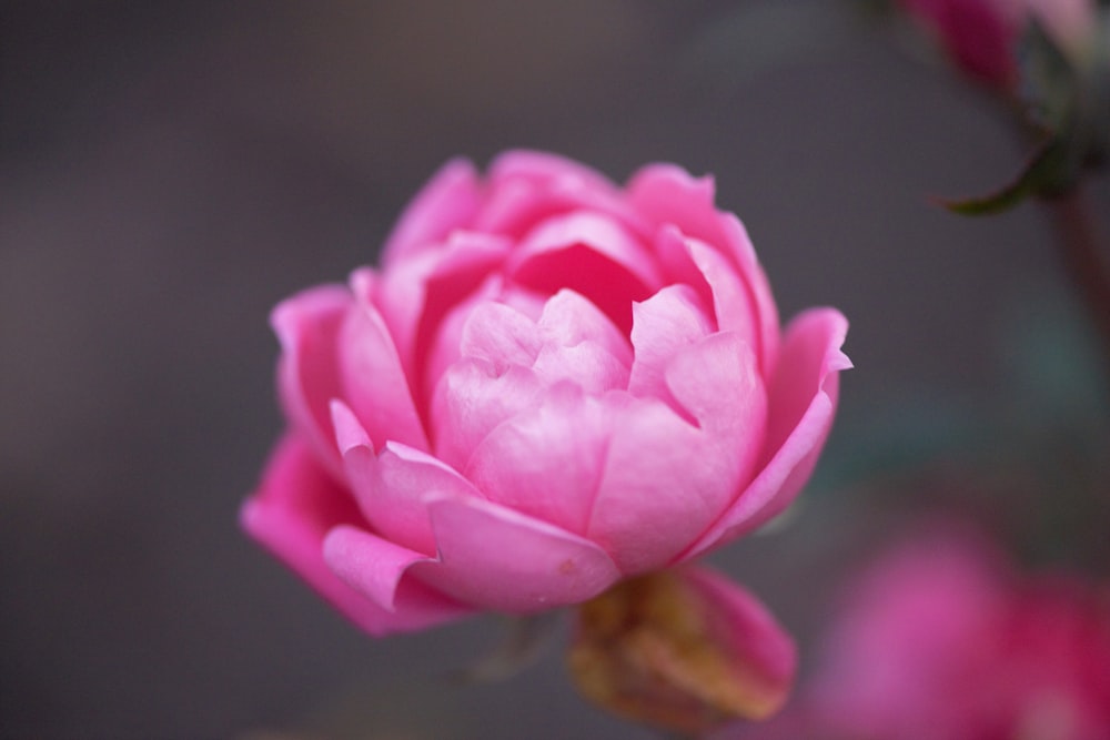 a pink flower with yellow center