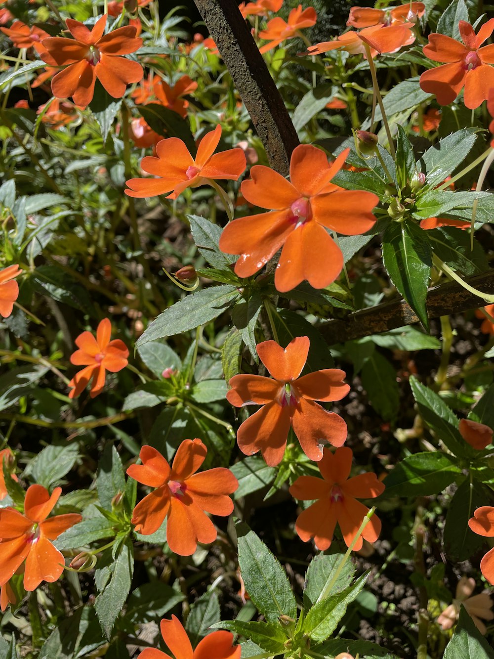 a group of orange flowers