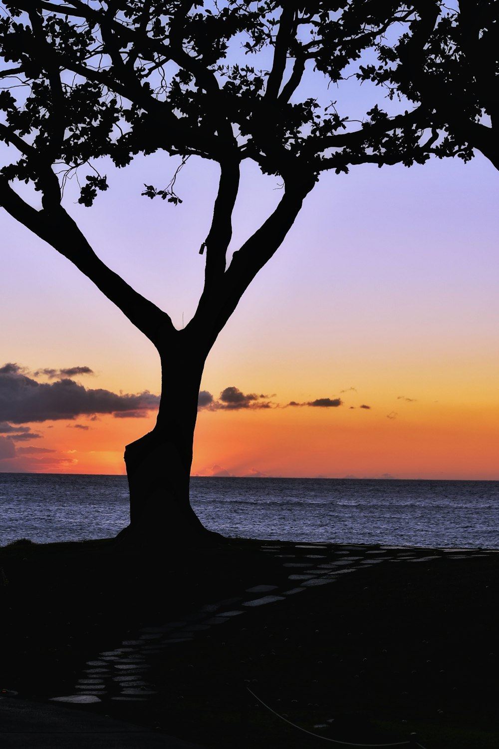 a tree on a beach