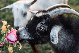 a couple of goats