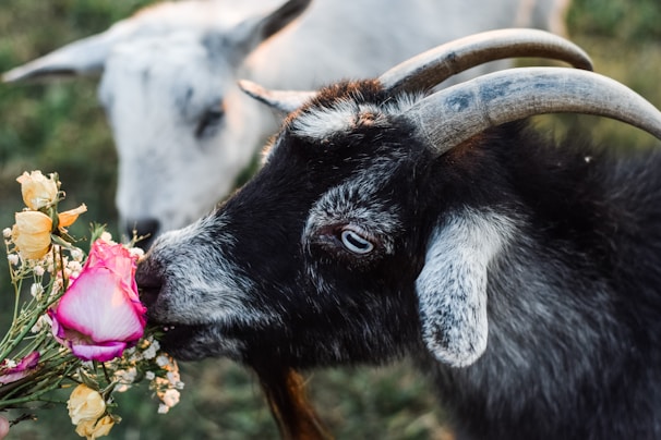a couple of goats