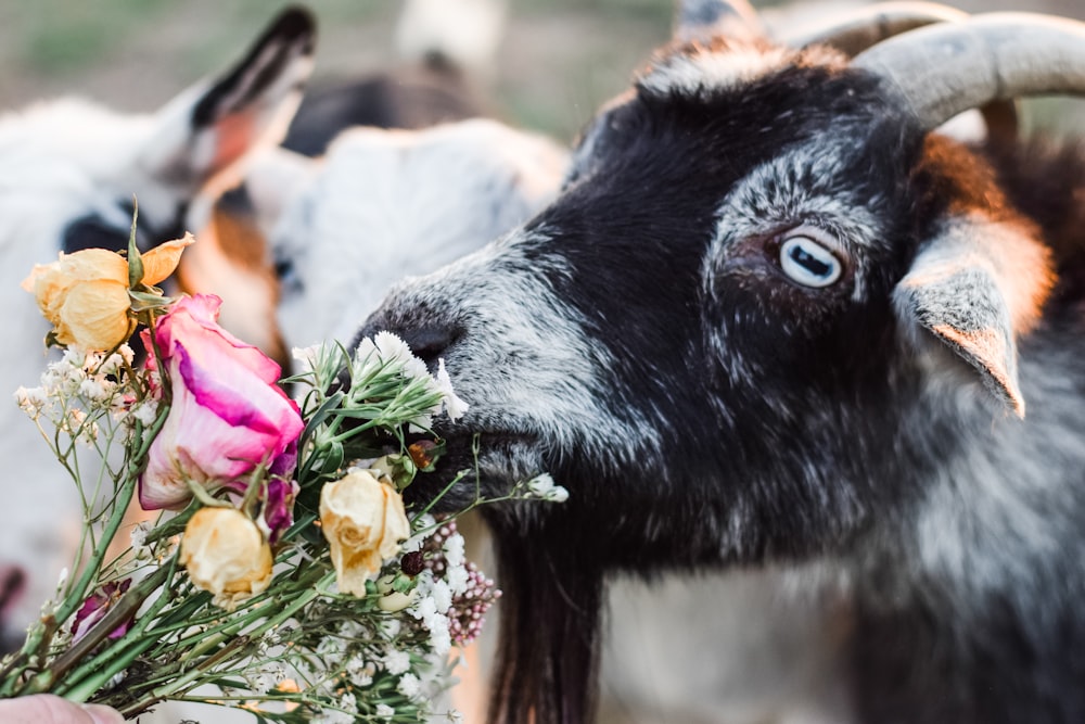 a goat smelling flowers
