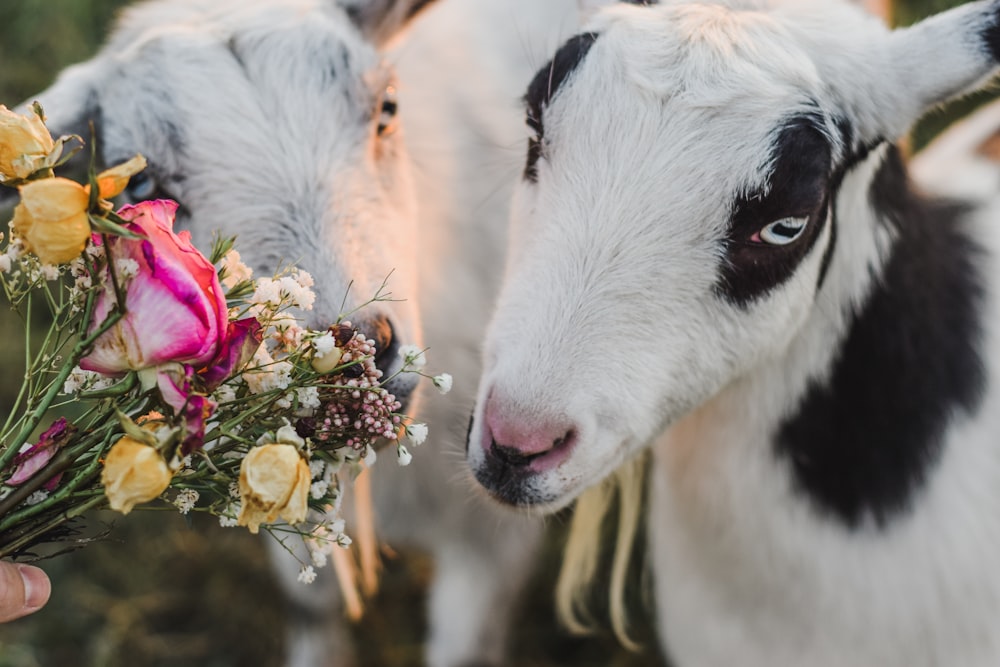 a cow smelling flowers