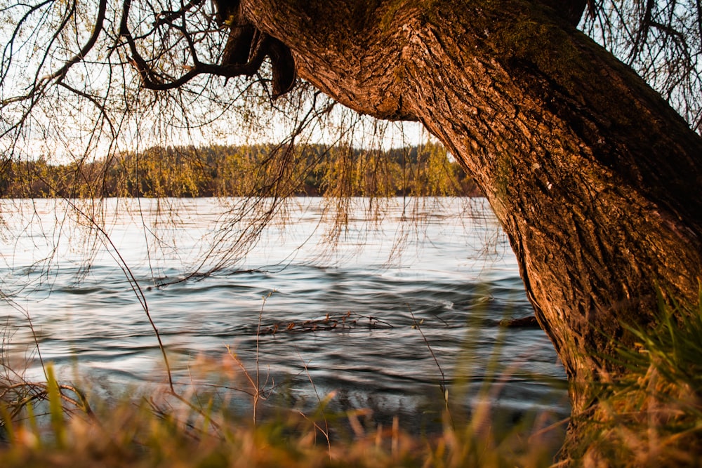 a tree next to a body of water