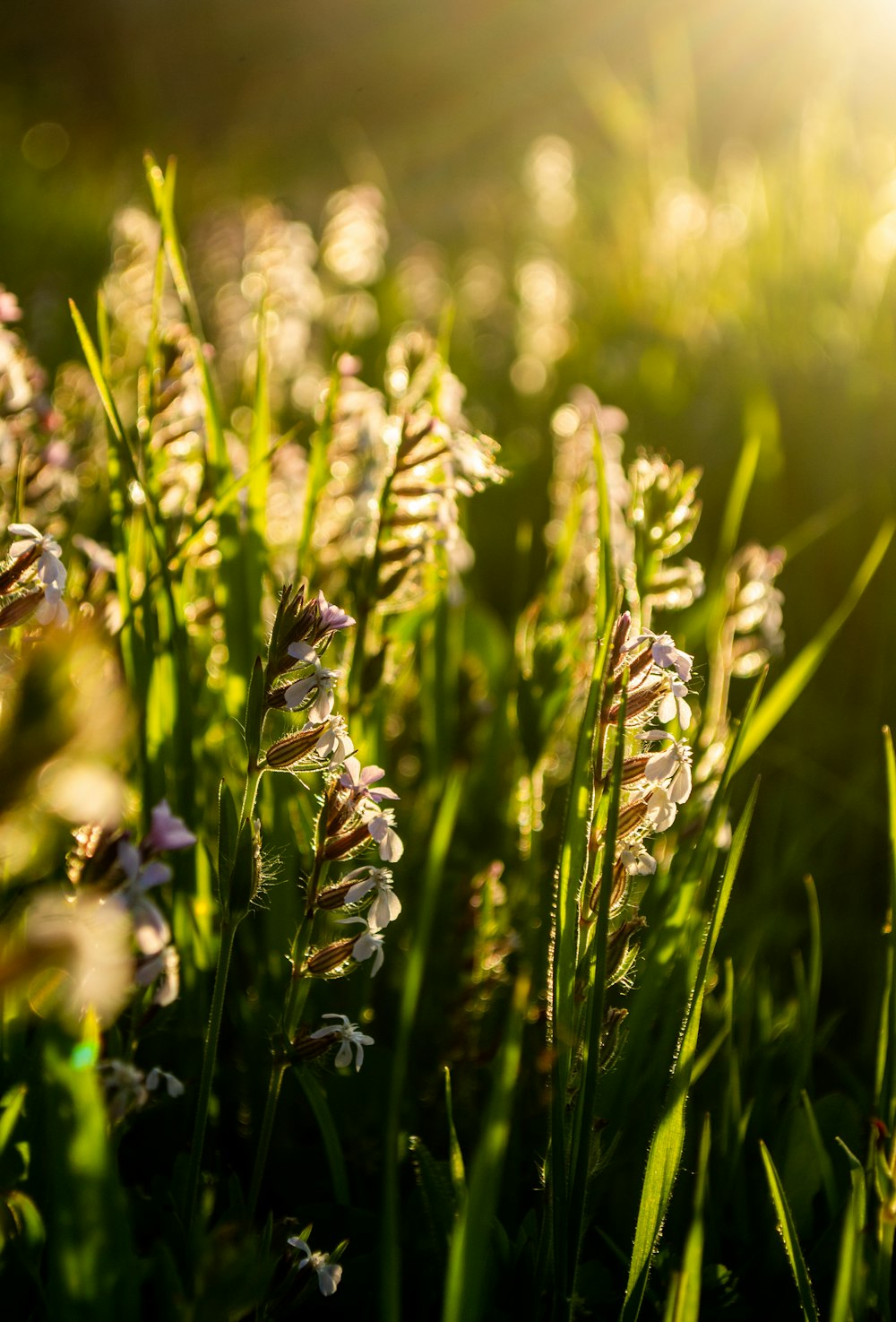 close up of a plant